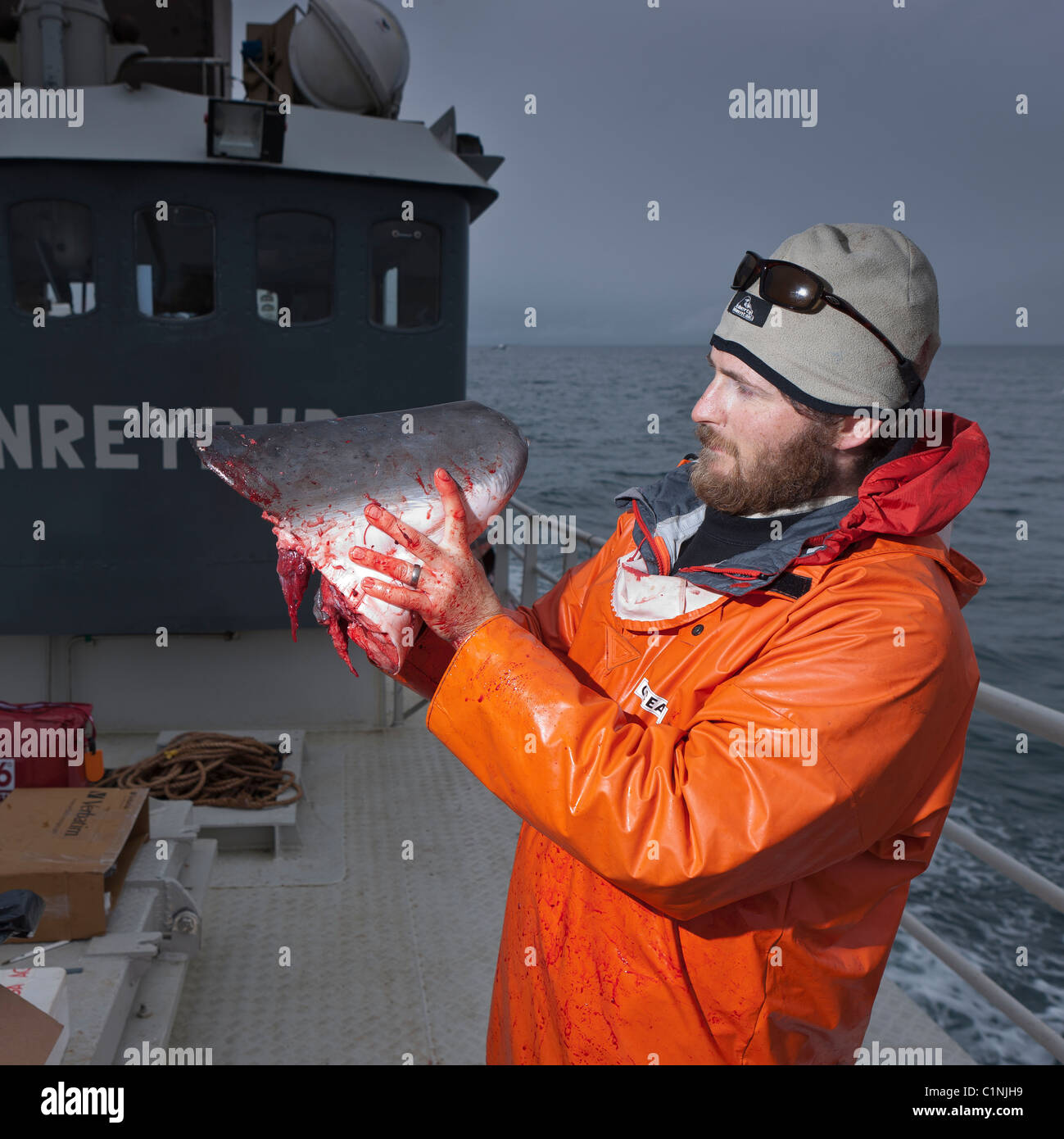 Chercheur scientifique est titulaire d'un morceau de la mâchoire inférieure d'un nouveau chassé le petit rorqual, le Hrafnreydur KO-100, l'Islande Banque D'Images