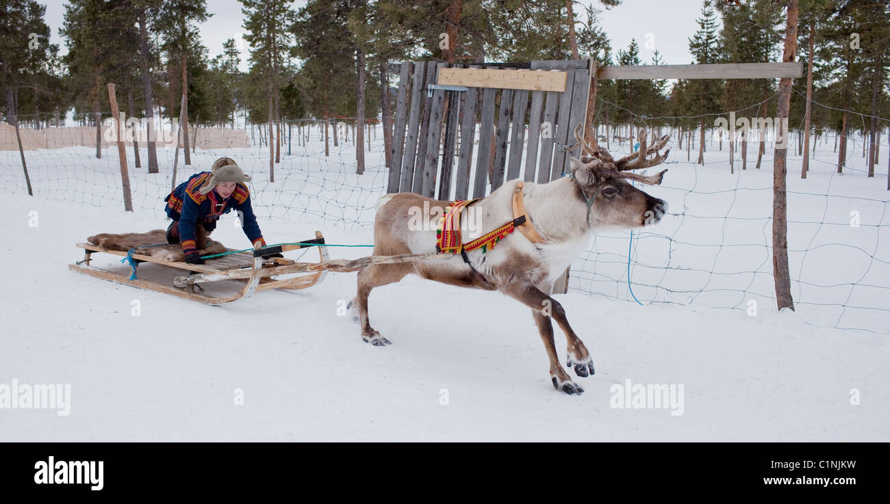 Traîneau à rennes sami, Laponie, Suède Banque D'Images