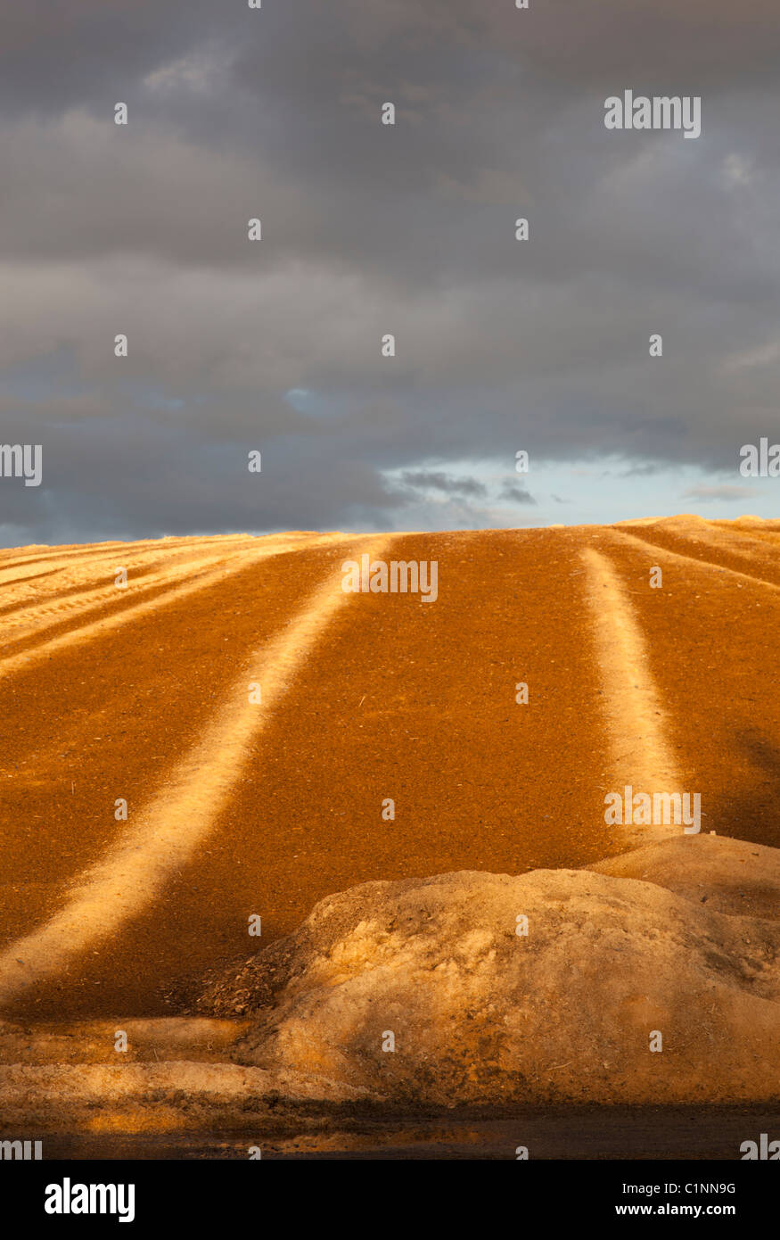 Pile de sciure et de copeaux de bois , utilisée comme combustible dans la centrale à combustion de tourbe , Finlande Banque D'Images