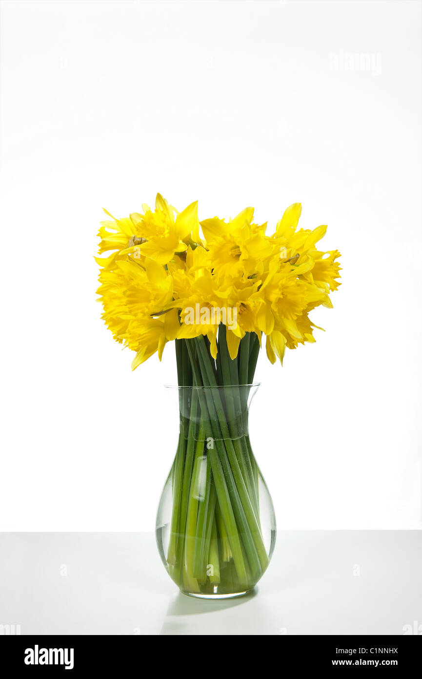 Un bouquet de jonquilles printemps des fleurs dans un vase en verre sur un fond blanc. Banque D'Images