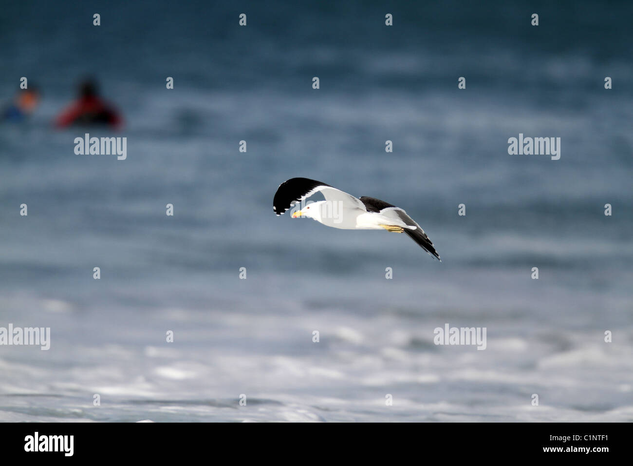 Cap GULL JEFFREYS BAY EASTERN CAPE AFRIQUE DU SUD 22 Juin 2010 Banque D'Images