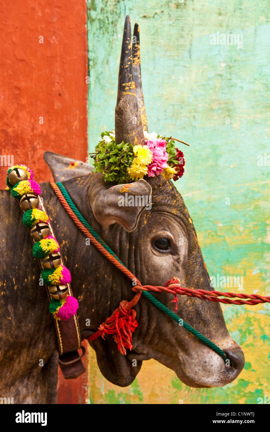 Portrait d'un Jallikattu coloré décoré pour bull Pongal Festival Banque D'Images