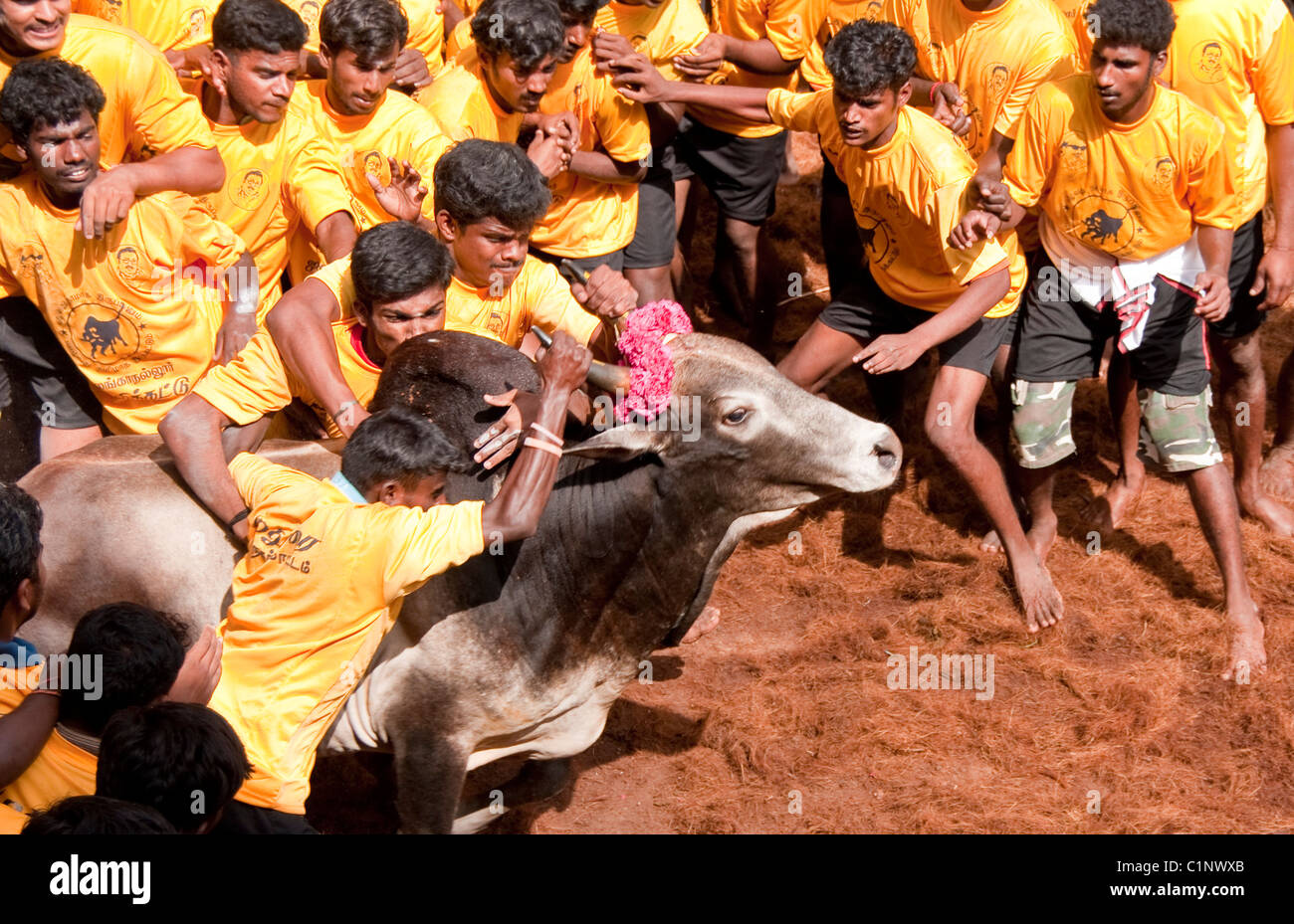 Jallikattu bull tamers saisir les cornes de taureau au cours de la fuite Pongal Festival Banque D'Images