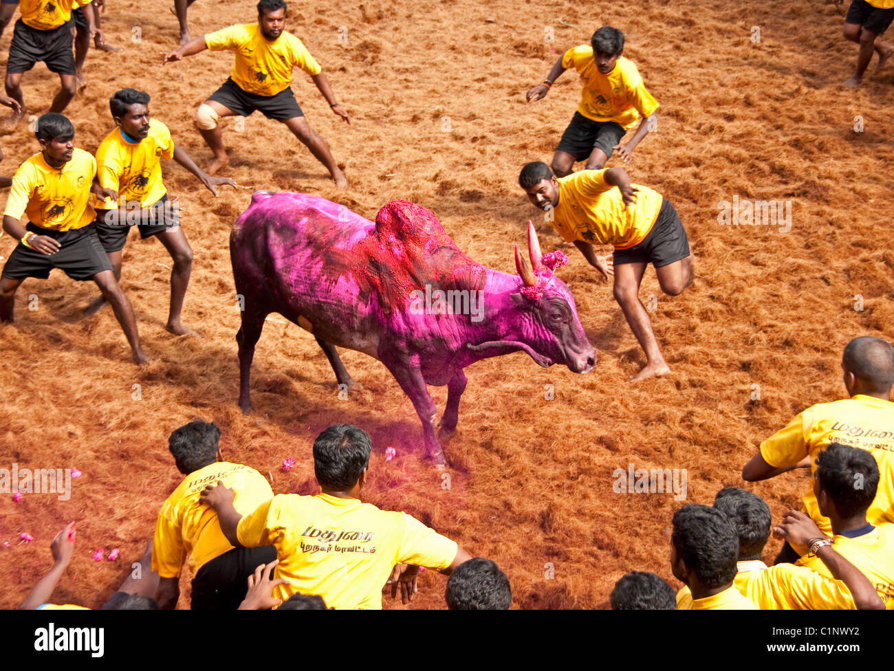 Jallikattu dresseurs de Bull Bull surround décorées avec des poudres colorées au cours de Pongal Festival... Banque D'Images