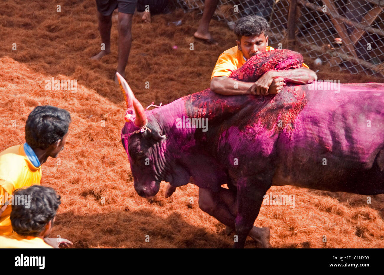Un Jallikattu tamer bull détient sur à la bosse d'un fuyant bull assez longtemps pour réclamer un prix au cours de Pongal Festival... Banque D'Images