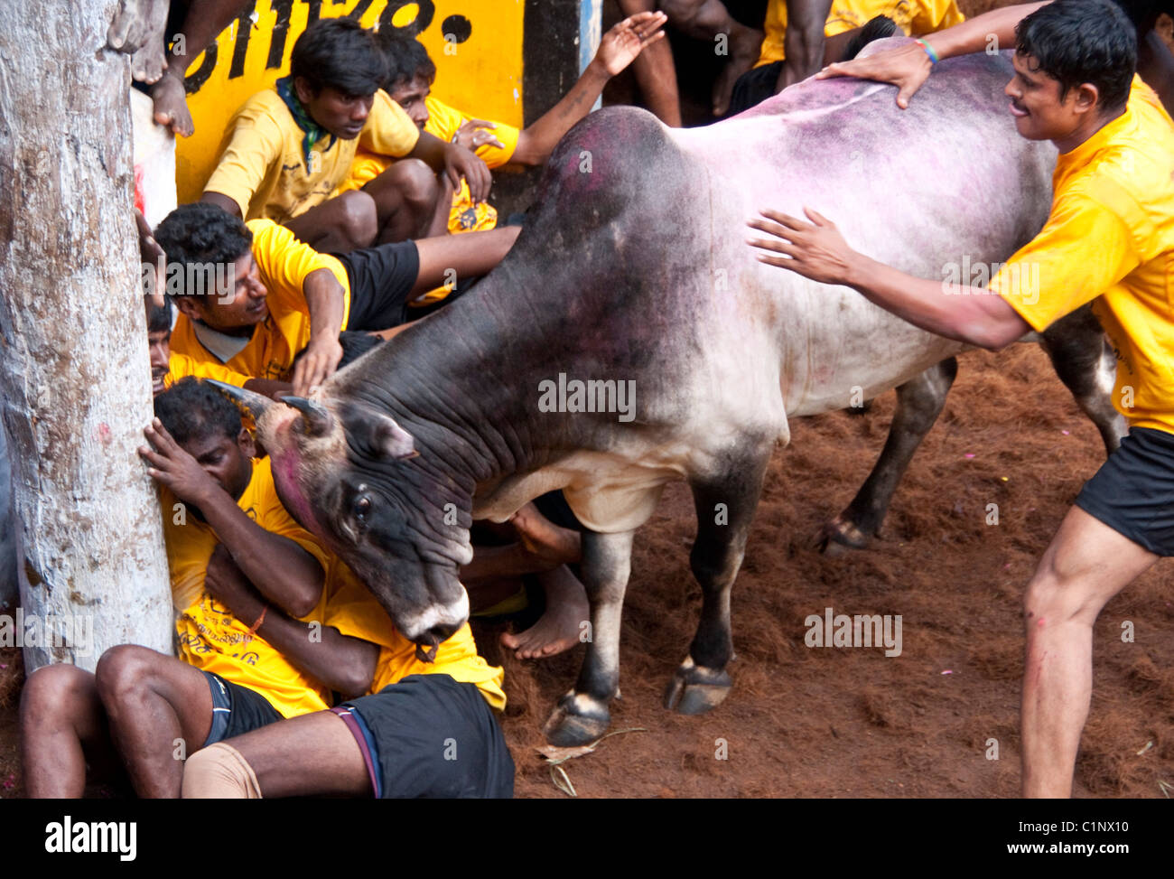 Jallikattu dresseurs de Bull à la merci d'un taureau au cours de l'événement Festival Pongal dans Alanganallur, près de Madurai, dans le Tamil Nadu, en Inde. Banque D'Images