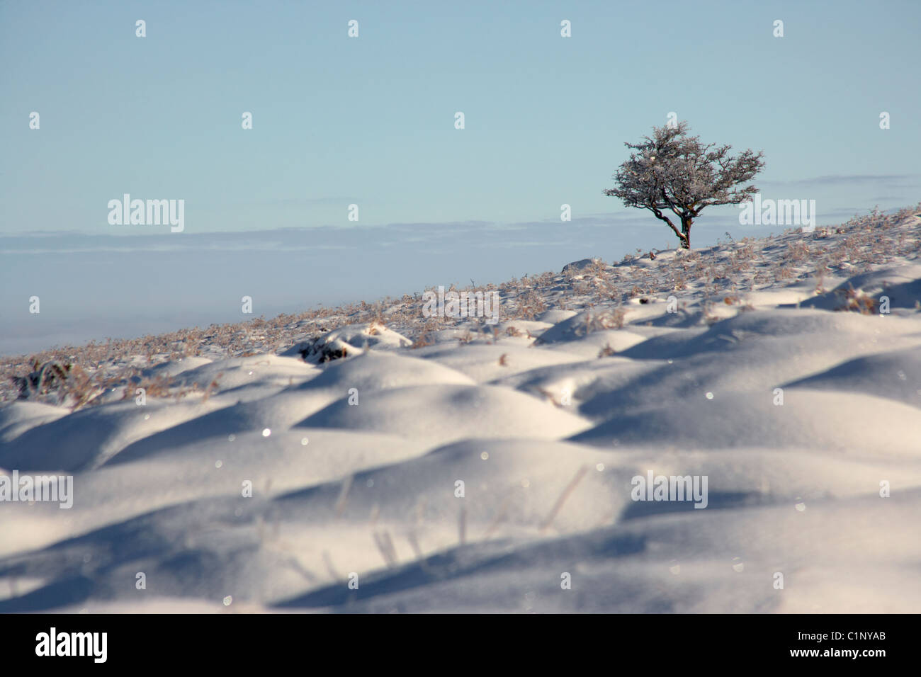 L'aubépine dans la neige sur Devon Dartmoor UK Banque D'Images