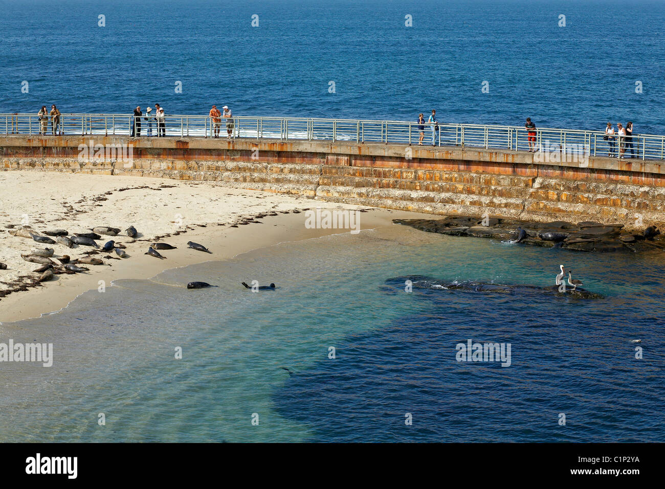 États-unis, Californie, San Diego, La Jolla, La Jolla Cove, à regarder les Phoques communs colony Banque D'Images