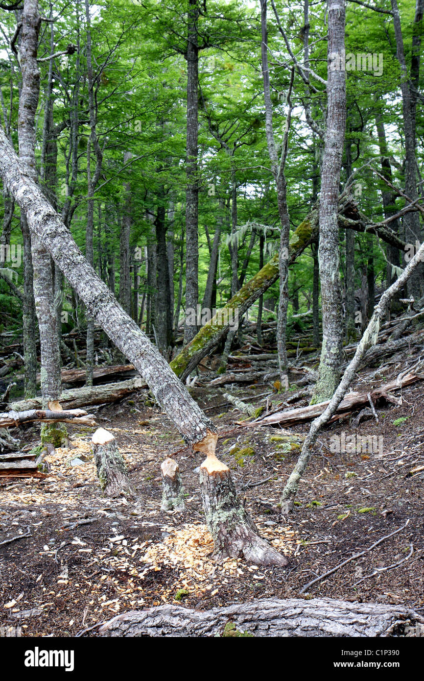 Arbres endommagés par les castors à côté d'Ushuaia en Terre de Feu, Argentine Banque D'Images