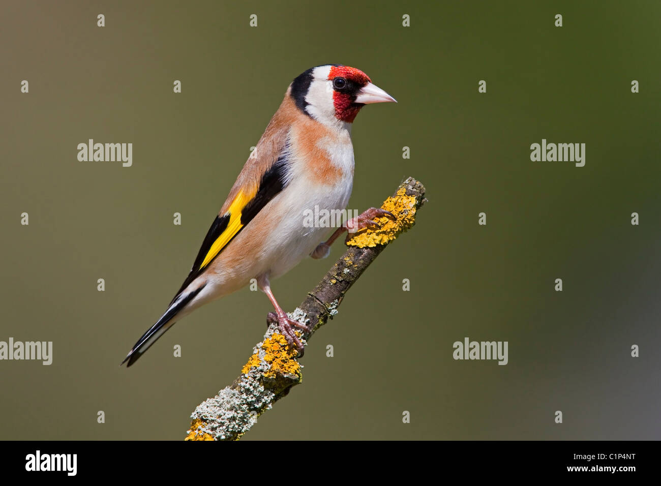 Chardonneret jaune sur une branche couverte de lichen. Banque D'Images