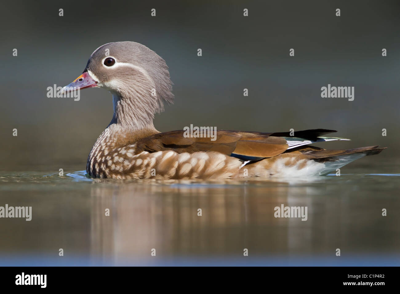 Sur l'eau femelle Canard mandarin Banque D'Images