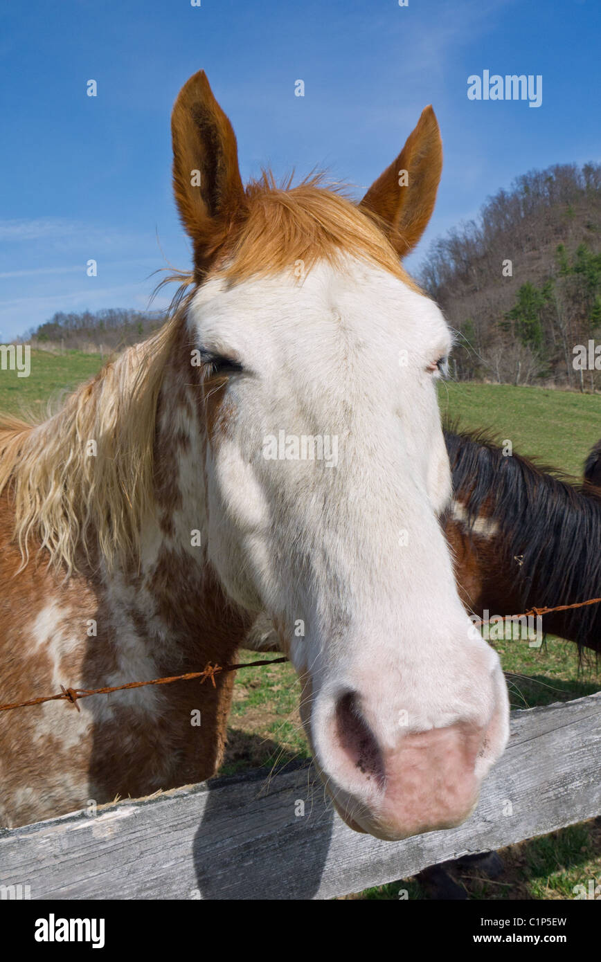 Portrait d'un American Paint horse à l'extérieur. Banque D'Images
