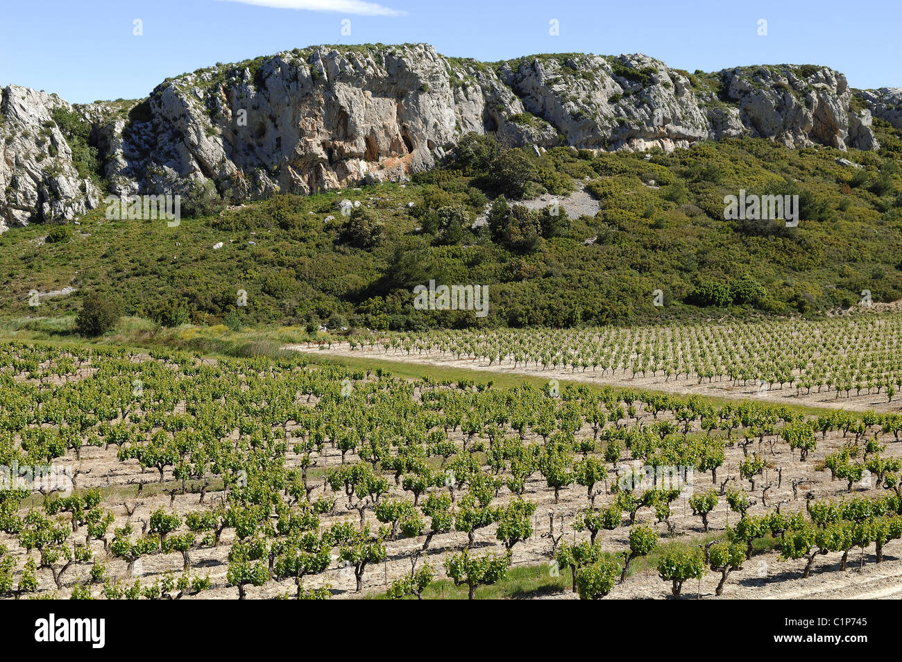 La France, l'Aude, la montagne de la Clape, Le Château de l' Hospitalet vignoble, AOC Coteaux du Languedoc Banque D'Images