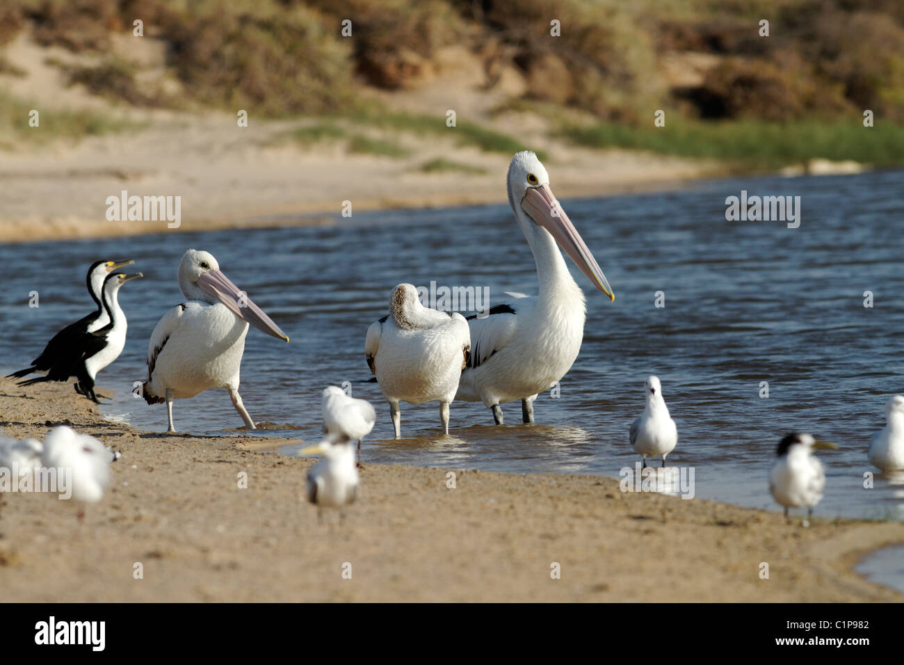 Les oiseaux de mer sur la plage de sable Banque D'Images