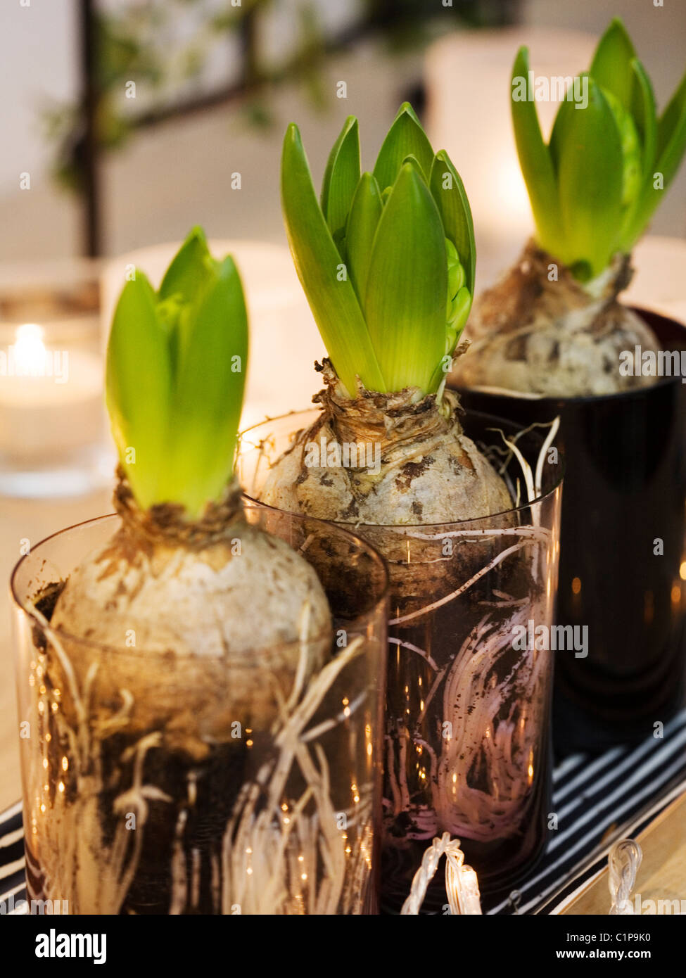 Bulbe de jacinthe Banque d'image et photos Alamy — free download