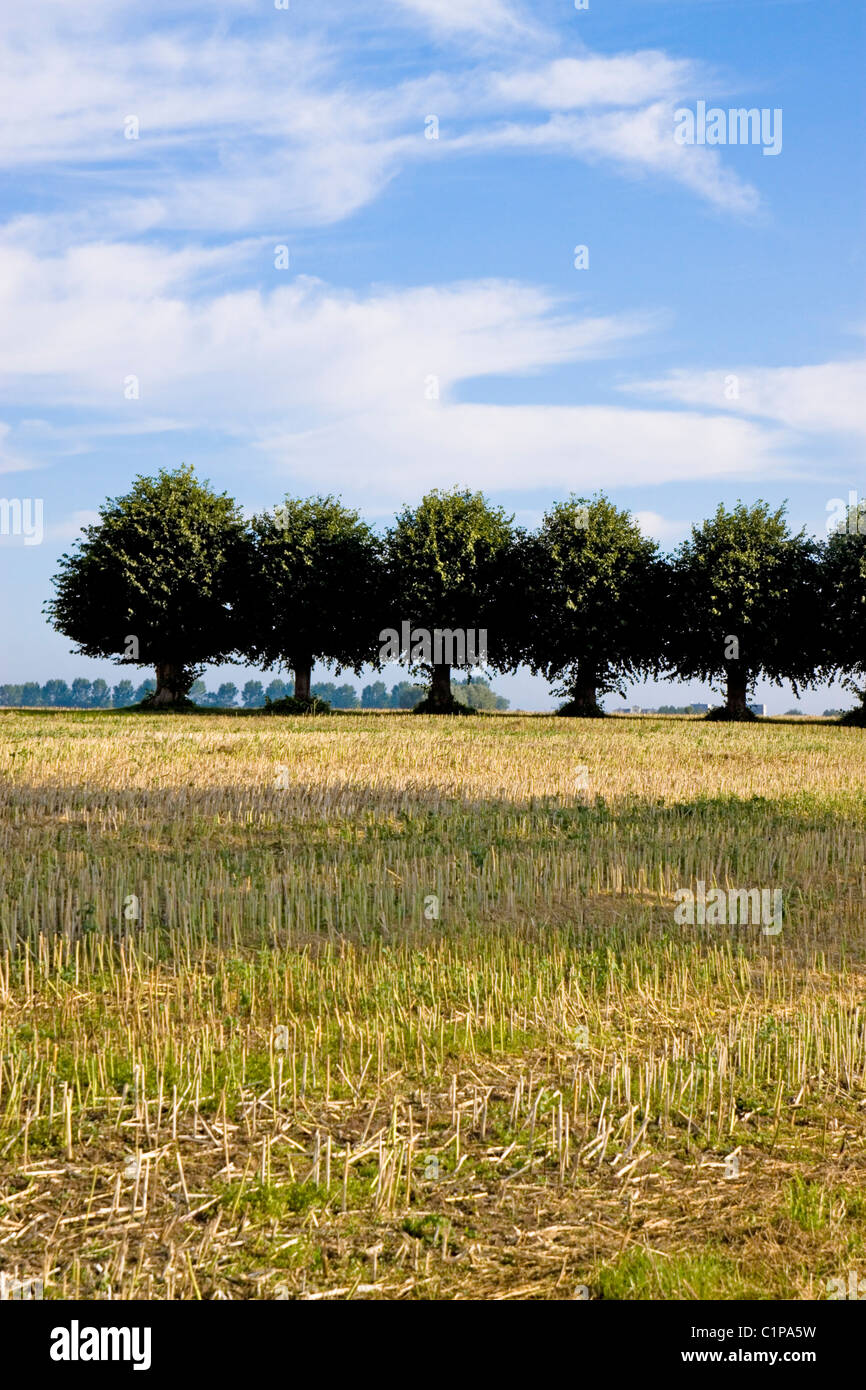 Allemagne, Wismar, Insel Poel, rangée d'arbres en pleine campagne Banque D'Images