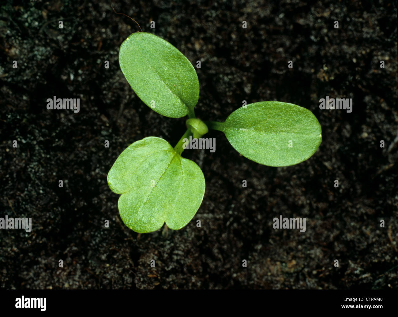 Renflée (Ranunculus bulbosus) cotylédons des plantules et une vraie feuille Banque D'Images