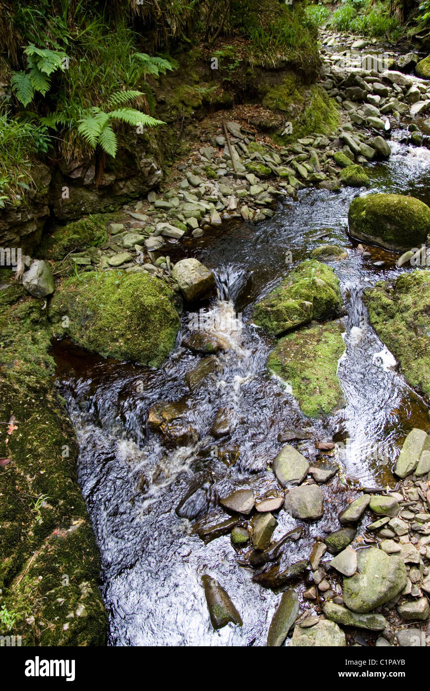 L'Écosse, de Glen Rothes, la mousse sur les roches dans le ruisseau Banque D'Images