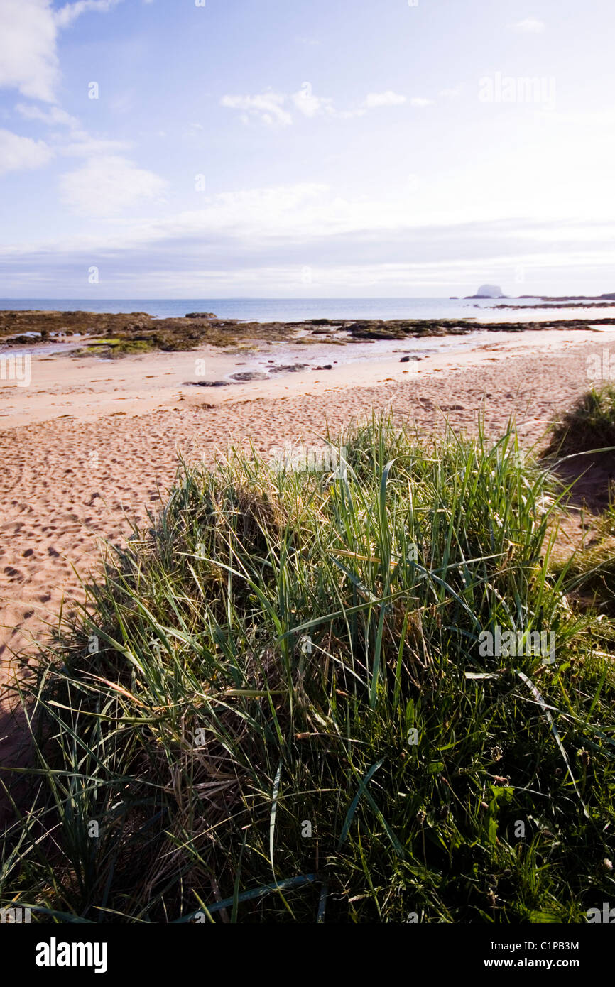 L'Écosse, North Berwick, touffe d'herbe sur plage déserte Banque D'Images