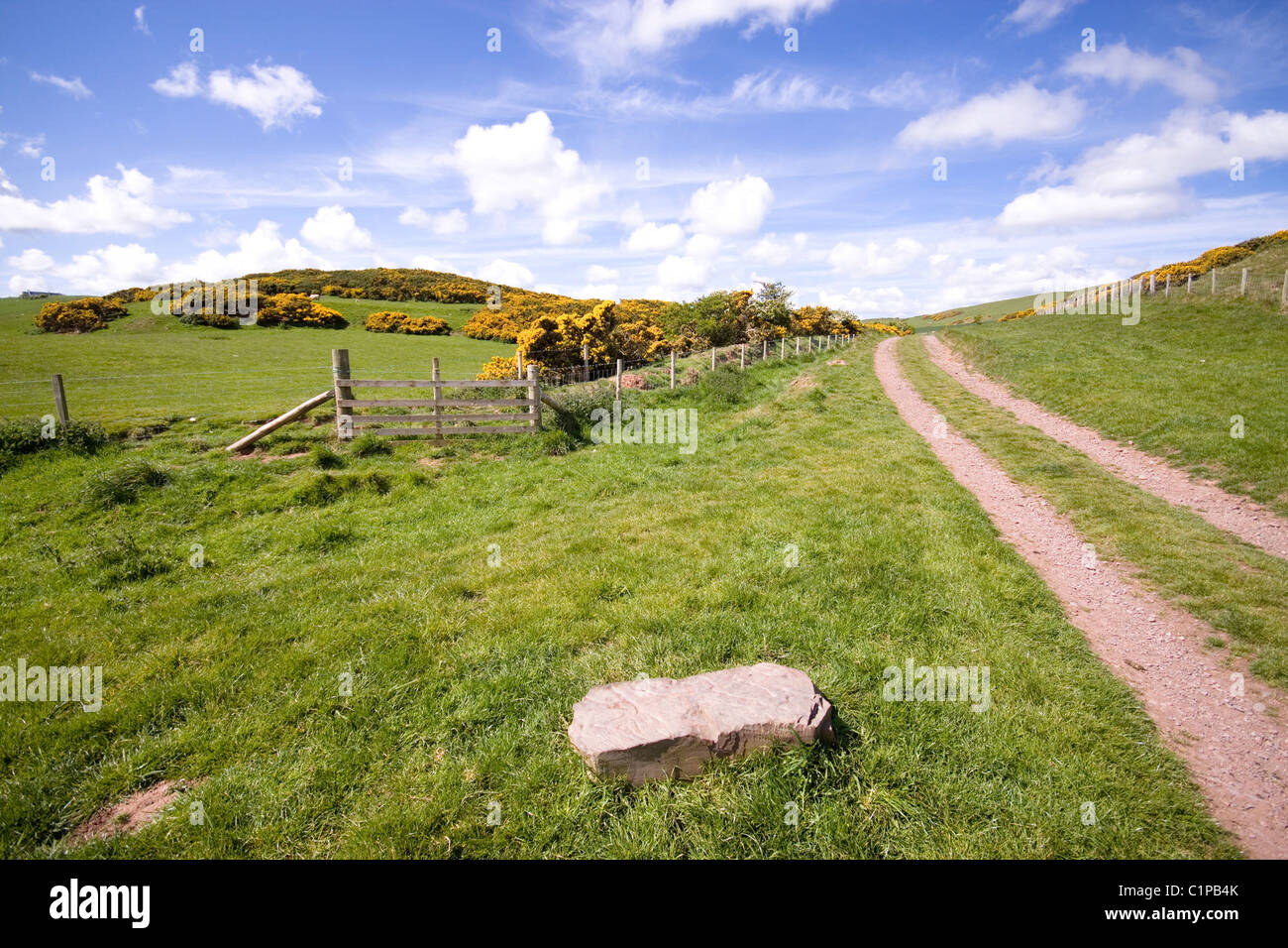 L'Écosse, St Abbs Head, voie dans la campagne Banque D'Images