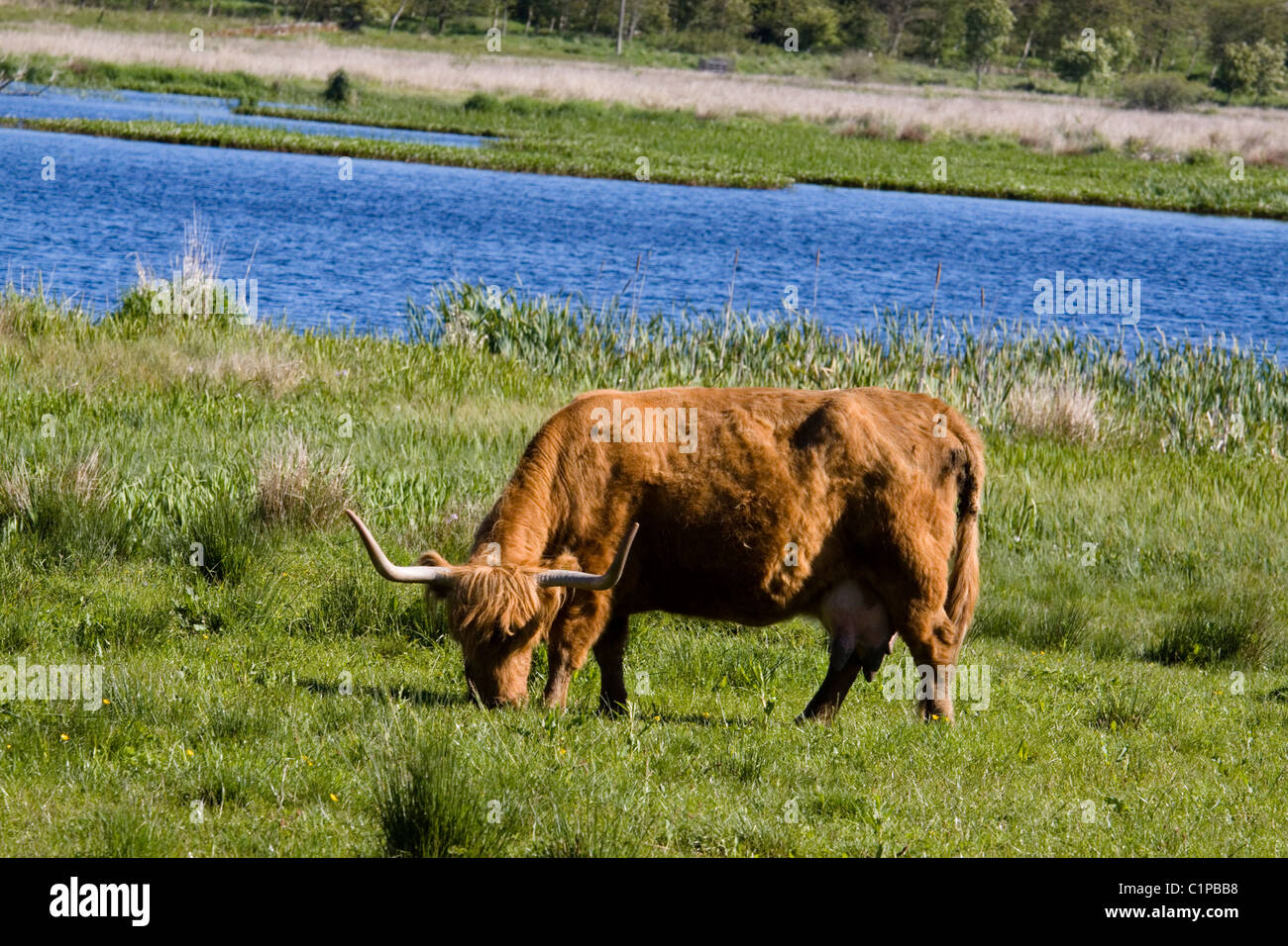 L'Ecosse, Highland Perthshire, herbe de pâturage des vaches près de la rivière Banque D'Images