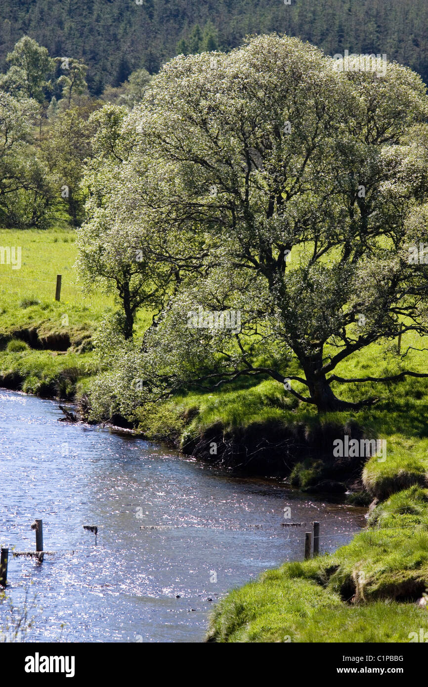 L'Écosse, le Perthshire, Angus, South Esk, rivière et arbres en campagne Banque D'Images