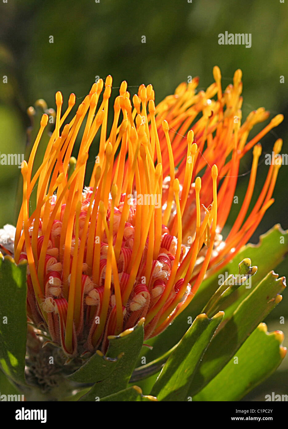 Close-up photo de Leucospermum, famille de protea, prises dans la réserve naturelle d'Helderberg, Afrique du Sud. Banque D'Images