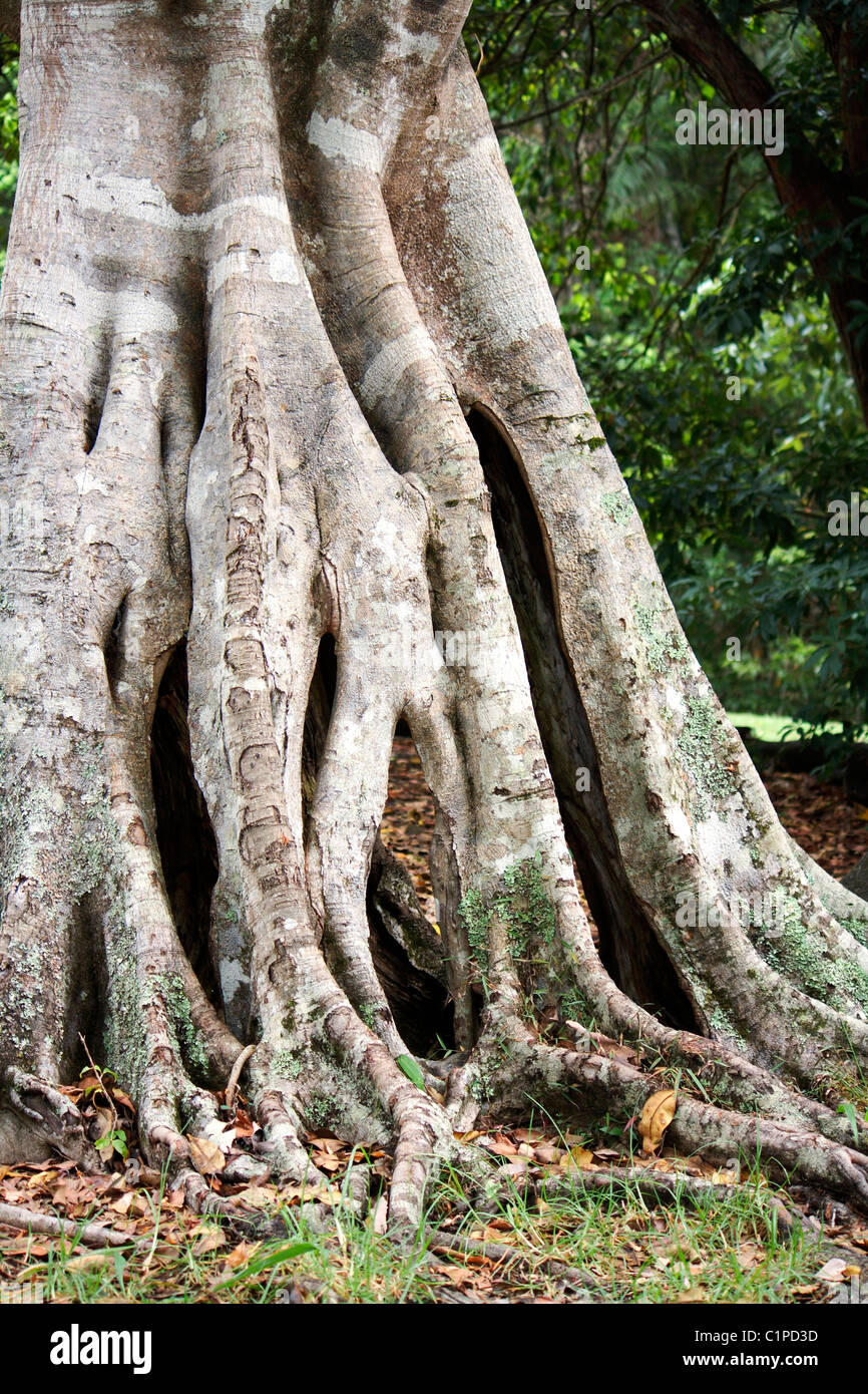L'Australie, le tronc et les racines exposées de l'antique figuier Banque D'Images