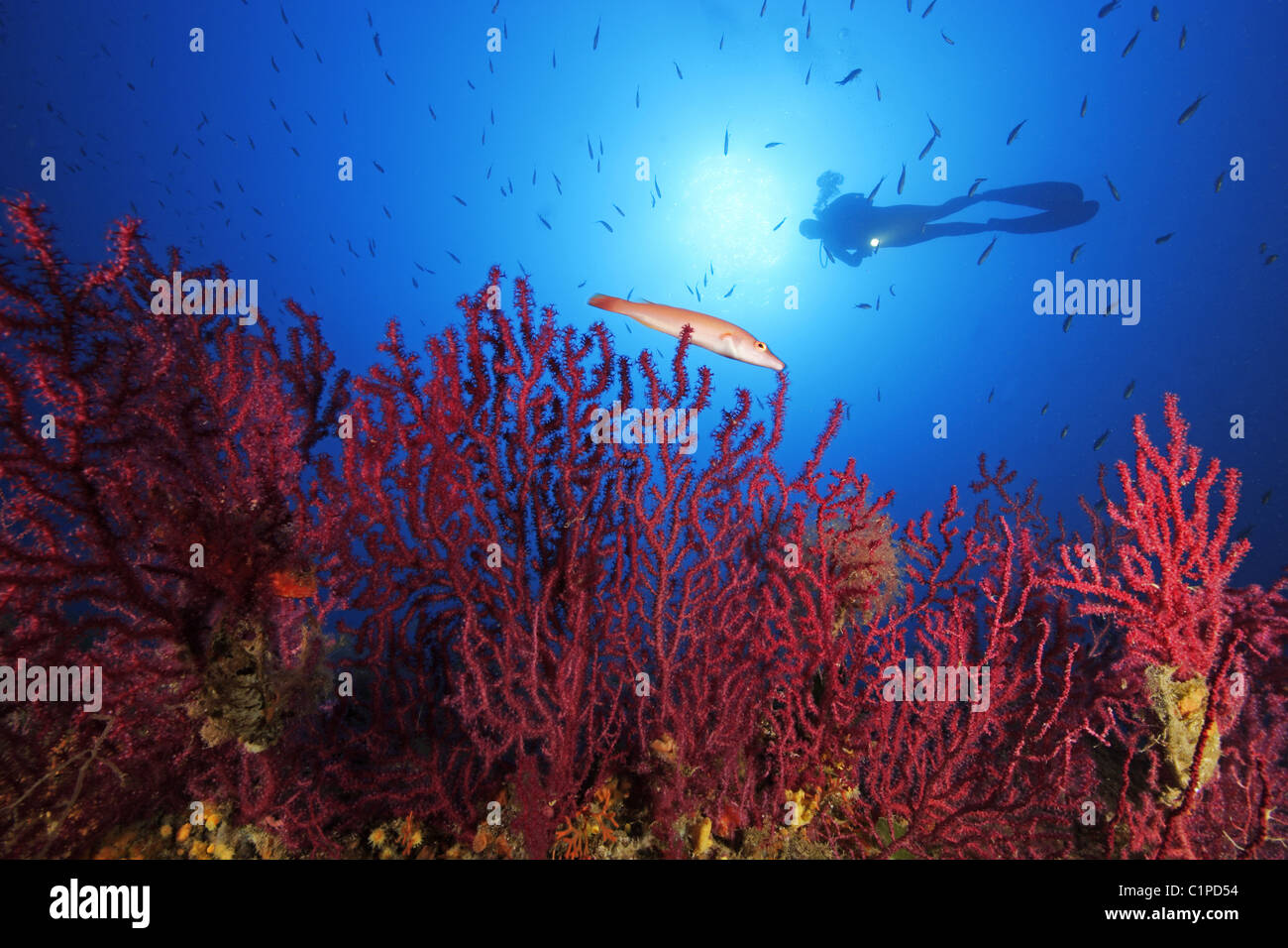 Plongée sous marine sur le récif avec Gorgones rouge Banque D'Images