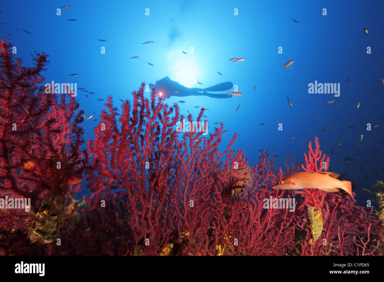 Plongée sous marine sur le récif avec Gorgones rouge Banque D'Images