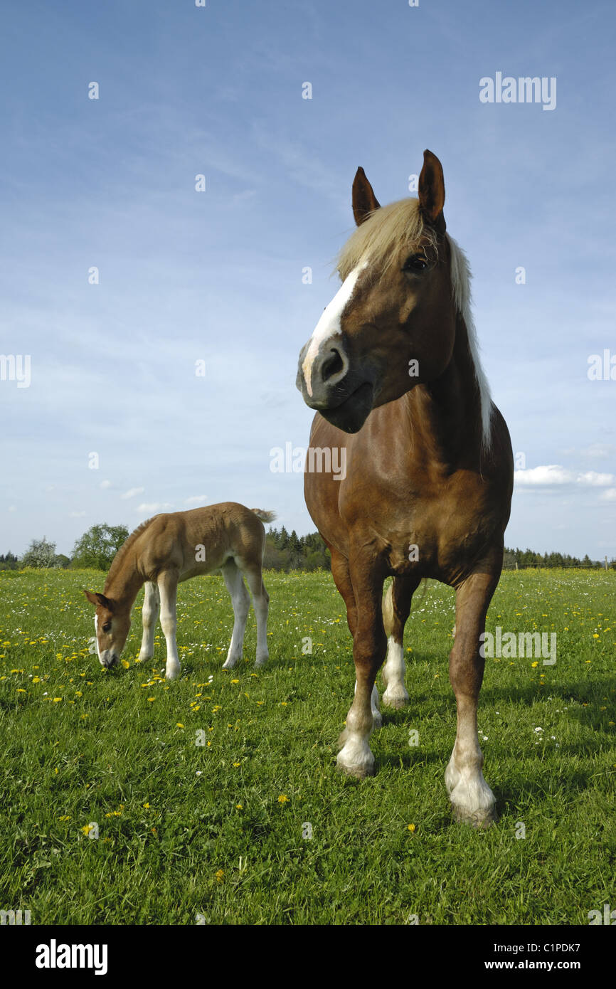 Chevaux de trait, mare avec poulain Banque D'Images