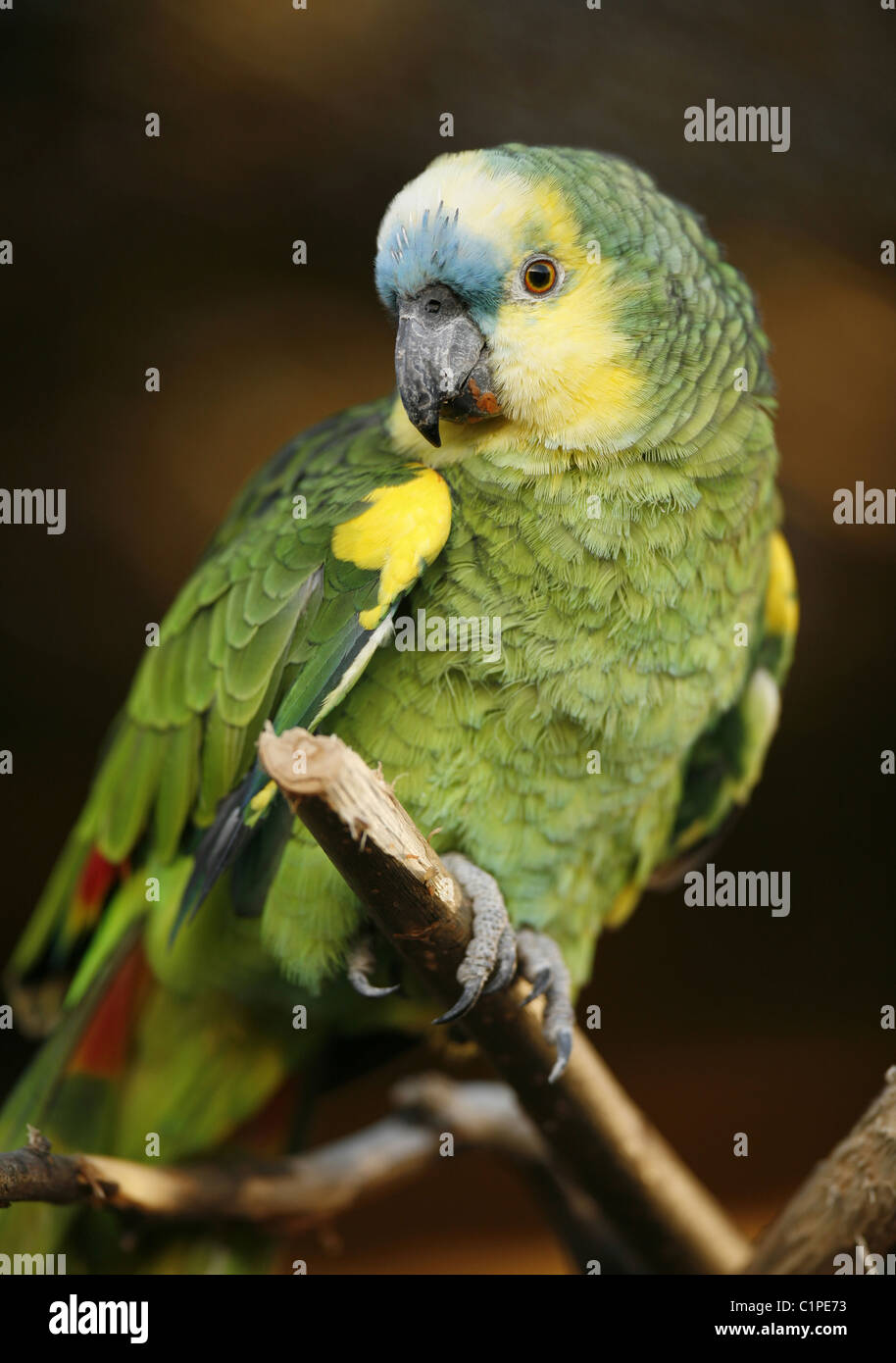 1990, perroquet vert amazonien à façade bleue reposant sur une branche, Paradise Wildlife Park, Broxbourne. L'oiseau est une espèce sud-américaine d'amazonie parot. Banque D'Images