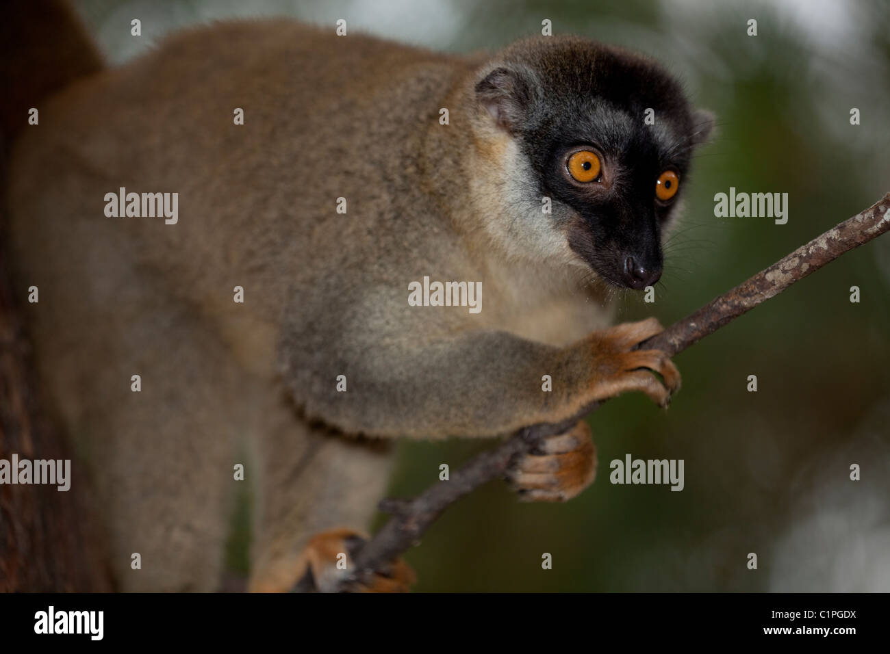 Lémurien brun commun (Eulemur fulvus). Madagascar. Face à l'avant jugement précise les yeux de distances dans les arbres. Banque D'Images