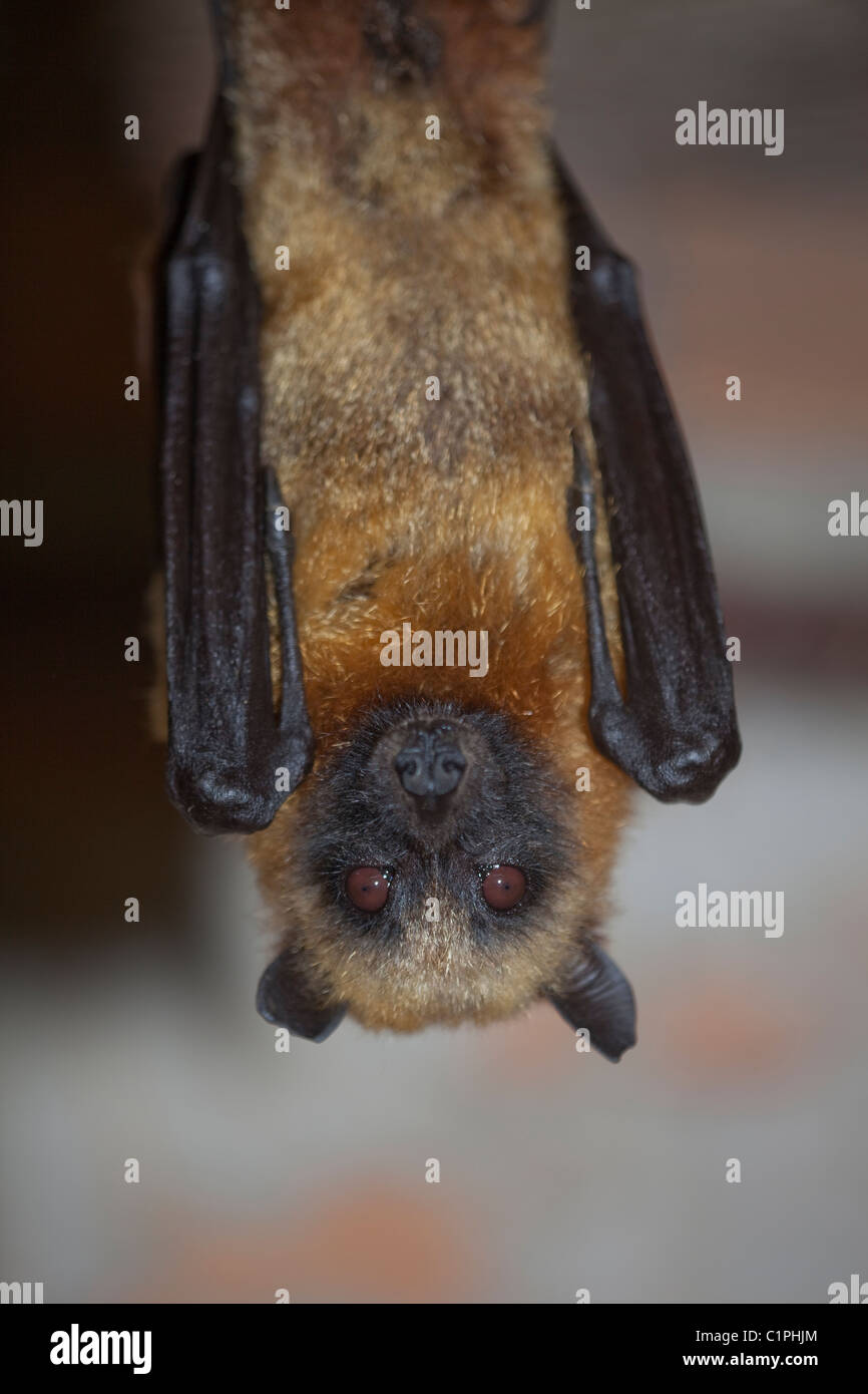 Madagascar Flying Fox (Pteropus rufus). Banque D'Images