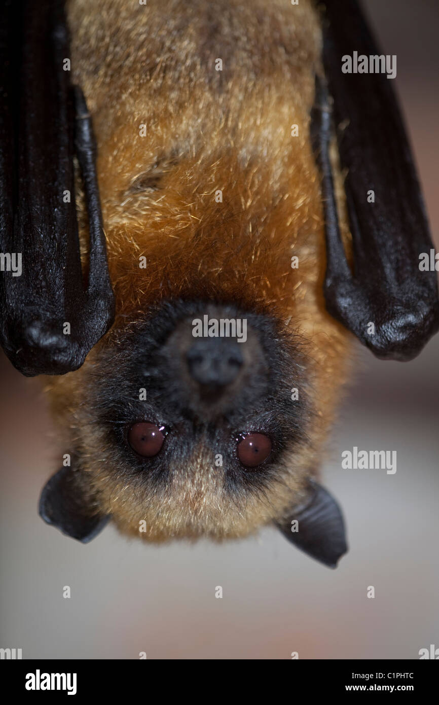 Madagascar Flying Fox (Pteropus rufus). Banque D'Images