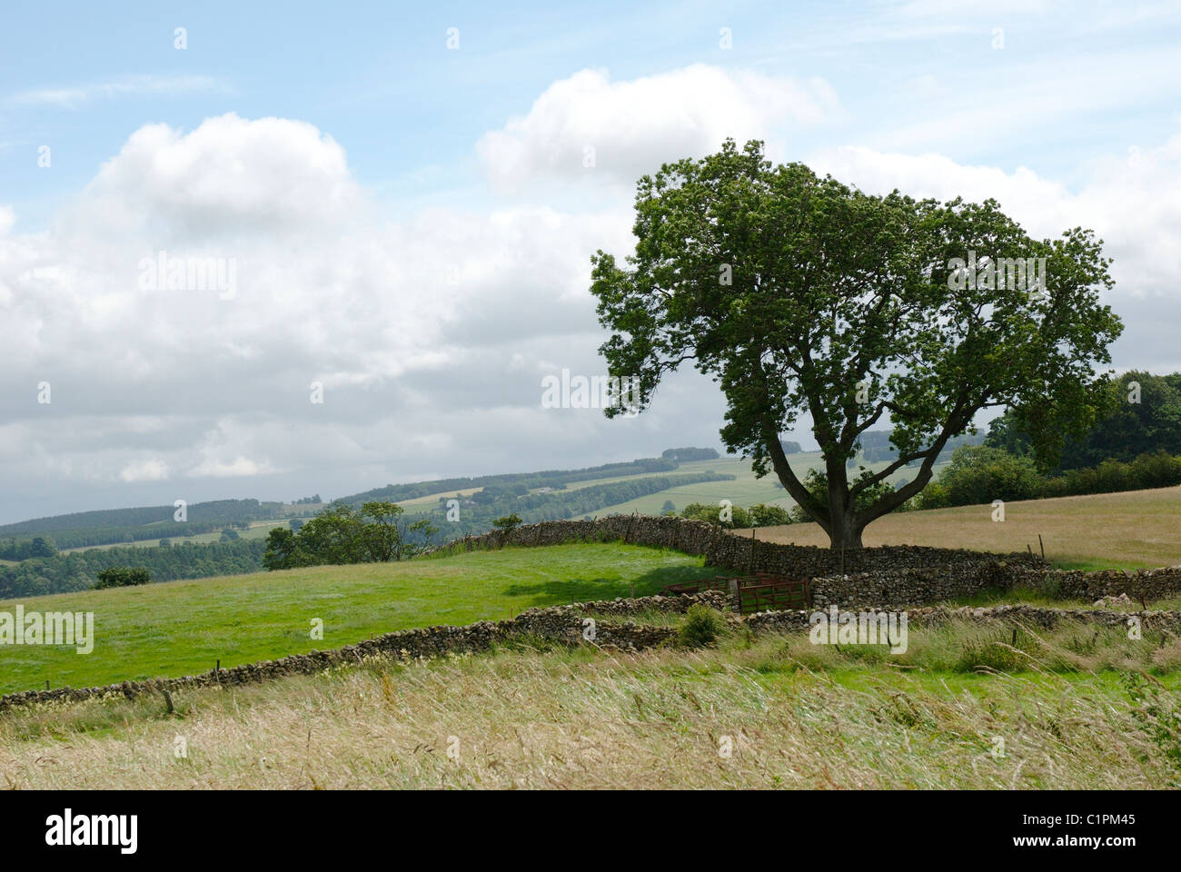 L'Angleterre, Cumbria, campagne Banque D'Images