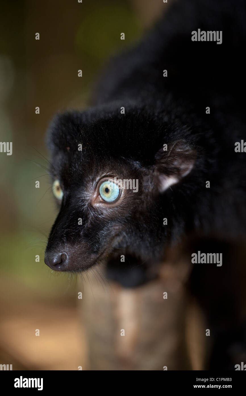 Blue-eyed Black Lemur (Eulemur macaco flavifrons). Des hommes. Autres que les êtres humains, c'est le seul primate aux yeux bleus. Banque D'Images