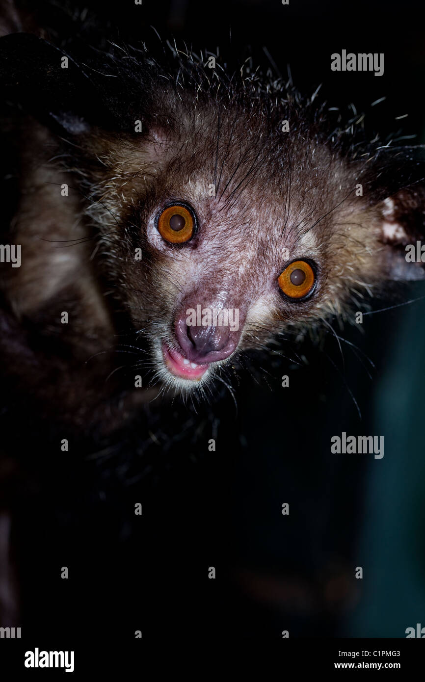 Aye-aye (Daubentonia madagascariensis). Portrait. Madagascar. Des animaux en captivité. Banque D'Images