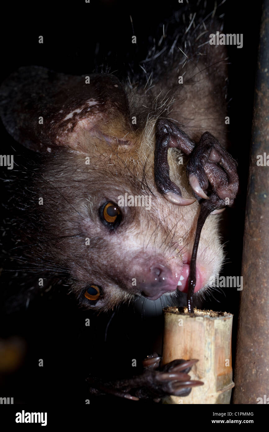 Aye-aye (Daubentonia madagascariensis). À l'aide de chiffres allongés et la pince pour extraire la nourriture. Madagascar. Des animaux en captivité. Banque D'Images