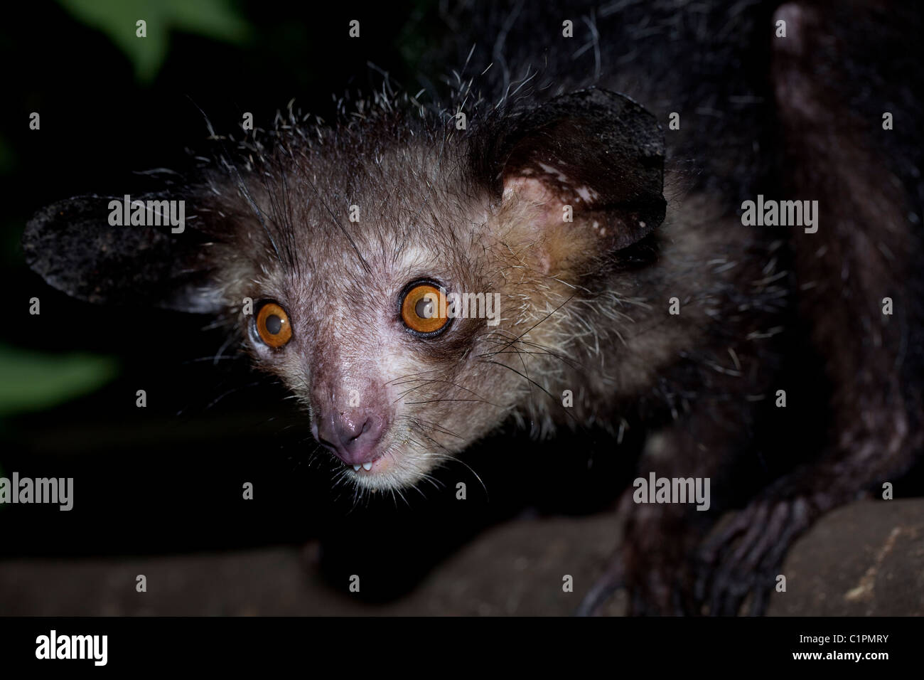 Aye-aye (Daubentonia madagascariensis). Portrait. Madagascar. Des animaux en captivité. Banque D'Images