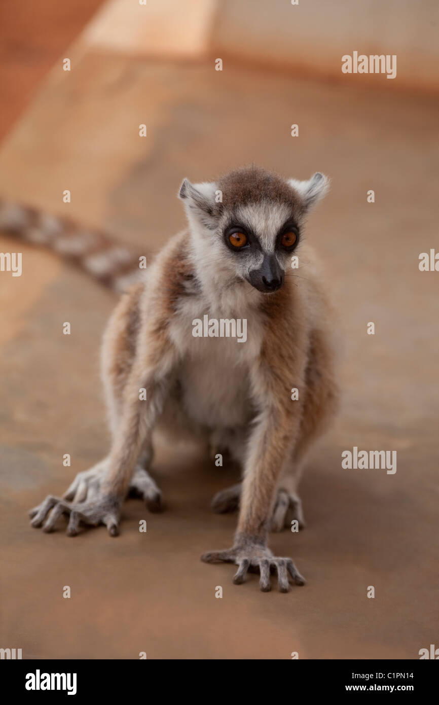Untitled Document (Lemur catta). Cet animal sauvage mais cultivé aux visiteurs. NB longue étendue chiffres permettant à l'escalade.Bérenty, sud de Madagascar. Banque D'Images