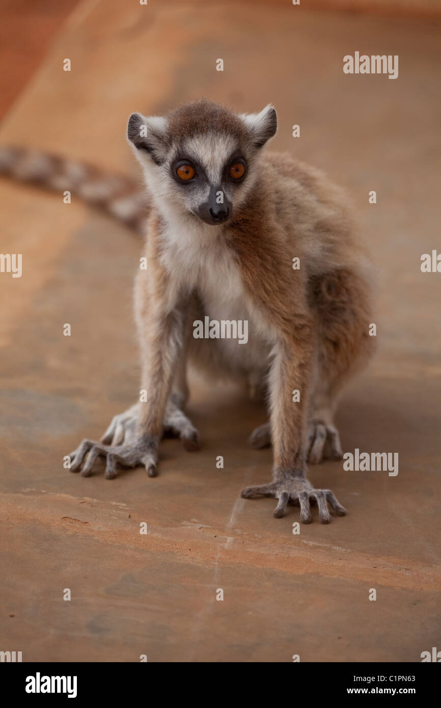 Untitled Document (Lemur catta). Mais dompter cette animal sauvage aux visiteurs, en évitant le contact direct avec les yeux, à la recherche de côté.Bérenty, sud de Madagascar. Banque D'Images