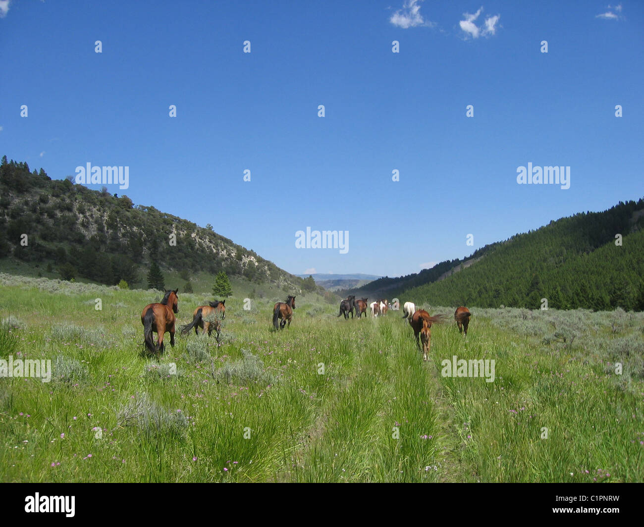 USA. Entraînement de chevaux, de l'Idaho. Banque D'Images