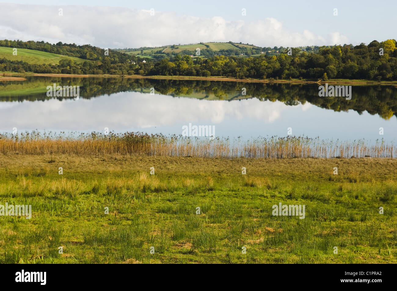 L'Irlande du Nord, Lower Lough Erne, Fermanagh Lakelands, Reed, lit, près d'Enniskillen Banque D'Images