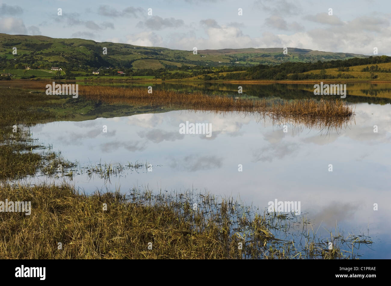 L'Irlande du Nord, Lower Lough Erne, Fermanagh Lakelands, Reed, lit, près d'Enniskillen Banque D'Images