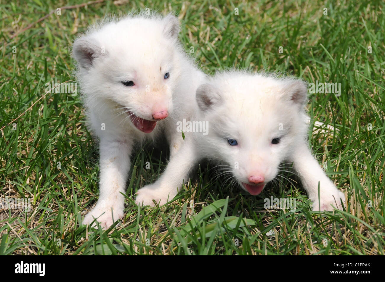 Les Petits Animaux Sont L Un Mois Le Renard Arctique Lits Jumeaux Nes A Harbin En Chine Terres Polaires Photo Stock Alamy Les Petits Animaux Sont L Un Mois Le Renard Arctique Lits Jumeaux Nes A Harbin En Chine Terres Polaires Photo Stock Alamy