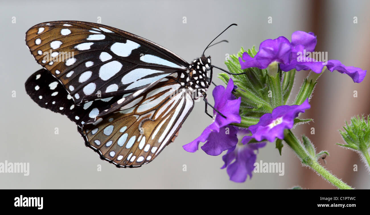 Beau papillon noir et blanc se nourrissant de nectar de grandes fleurs pourpres Banque D'Images