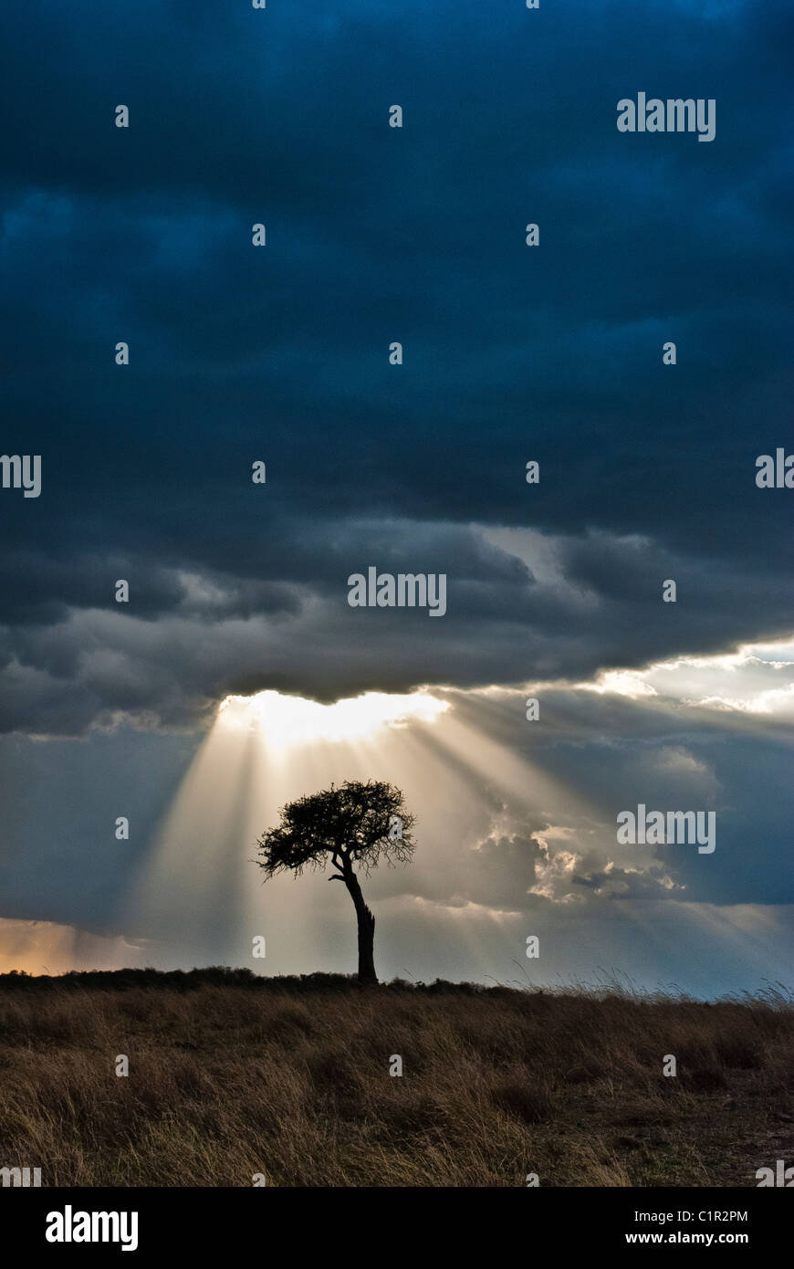 Les arbres d'Acacia, tempête et rayons, Masai Mara National Reserve, Kenya, Africa Banque D'Images