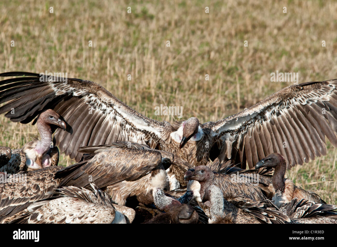 Les vautours se nourrissent de carcasse, Masai Mara National Reserve, Kenya, Africa Banque D'Images