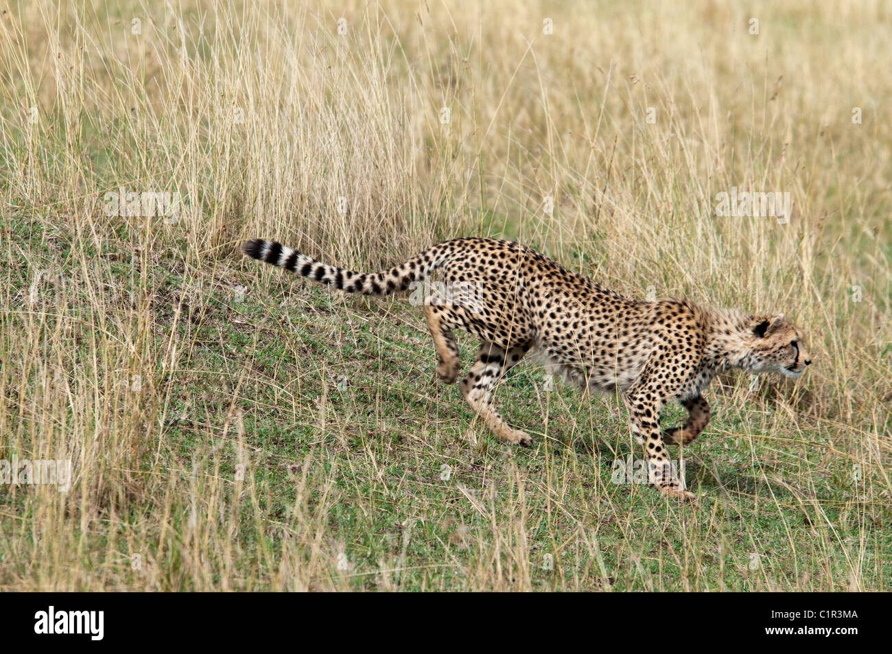 Le guépard courir après ses proies, Acinonyx jubatus, Masai Mara National Reserve, Kenya, Africa Banque D'Images